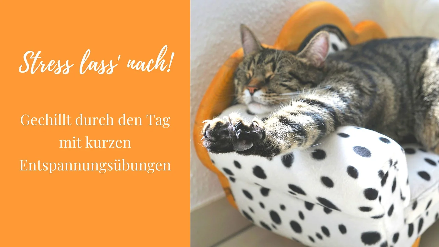 Katze liegt entspannt auf einem gepunkteten Kissen mit Text "Stress lass' nach! Gechillt durch den Tag mit kurzen Entspannungsübungen"