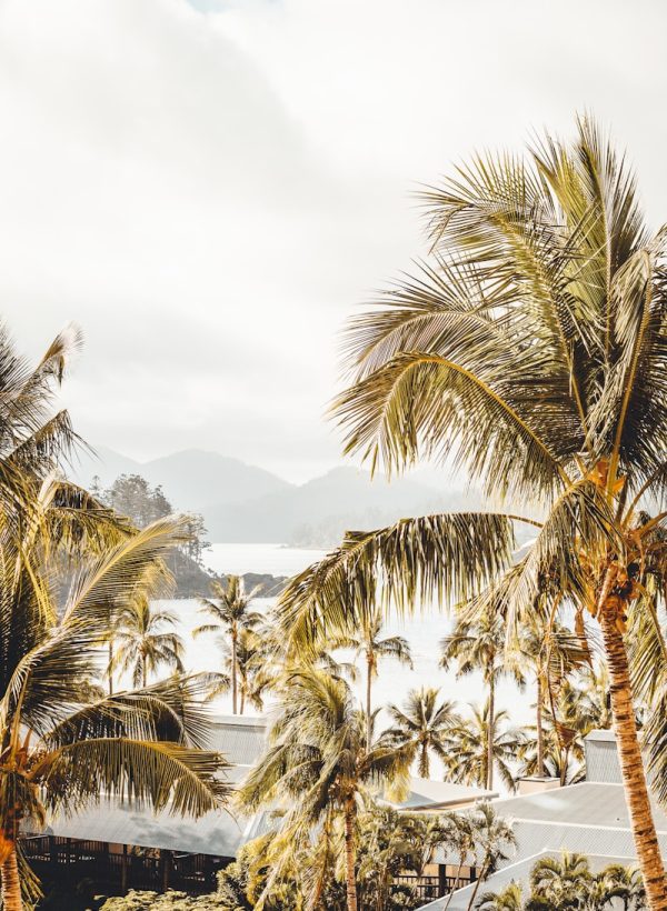 Palmen und tropische Landschaft mit Bergen im Hintergrund